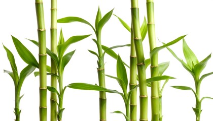 Fototapeta premium Lush, vibrant bamboo stalks with fresh green leaves against a plain white background.