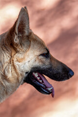 German Shepherd dog pet portrait side view, headshot outdoors wall background