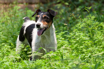 Jack Russel dog pet playing  in the garden dog, tall green grass, sunny day