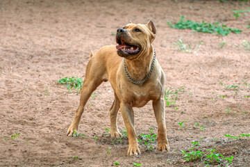 Pitbull dog pet, with open mouth in the garden on the barren ground fighting pit