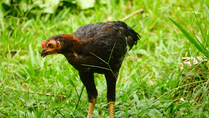 Young Black Chicken Standing on Green Grass