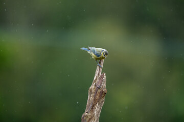 A Blue Tit, Cyanistes caeruleus, on top of a branch, looking down, an out of focus dark green background, with copy space.