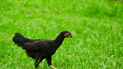 Young Black Chicken Standing on Green Grass