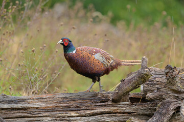 A Pheasant - Phasianus colchicus, walking to the left on a fallen log, a background of Nap-Weed in seed, green and light brown.