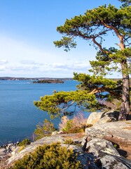 Fototapeta premium Coastal pine tree vista
