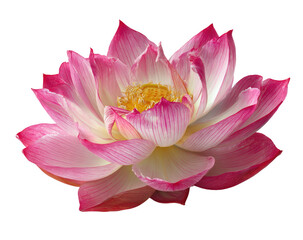 Close-up of a vibrant pink and white lotus flower (1)