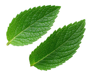 Close-up of two vibrant green mint leaves.  They are slightly overlapping, displaying  distinct  veins and a  smooth texture