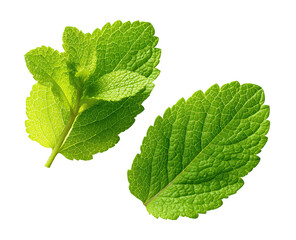 Two vibrant green mint leaves, close-up.  Fresh, healthy, and slightly overlapping.  Distinct veining visible.  Sharp focus on leaf details