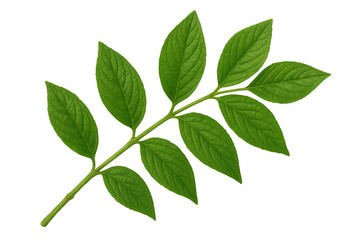 Fototapeta premium Vibrant green leaves growing on a branch, isolated on a transparent background, perfect for nature-themed designs