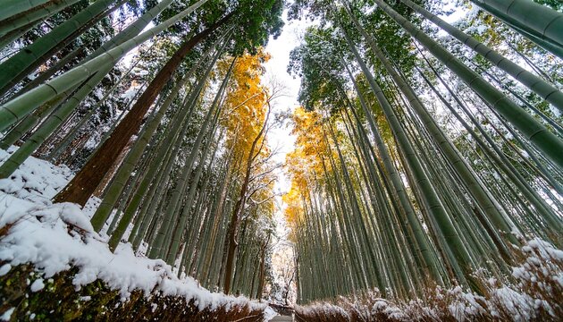 Snow-covered bamboo forest path - Powered by Adobe
