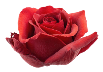 Close-up of a vibrant crimson rose.  Deep red petals, tightly clustered, form a full bloom.  Soft focus highlights the texture of the petals.  Black background isolates the flower