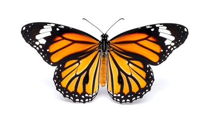 A striking, symmetrical image showcasing a butterfly with open wings, a vibrant mix of orange, black, and white.