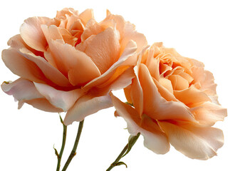 Two peach-toned roses close-up, soft lighting