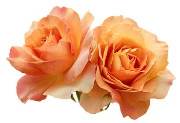 Two peach-orange roses close-up, soft focus