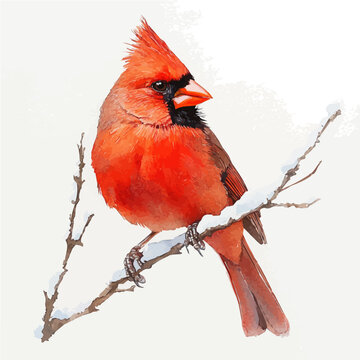 Red Cardinal On Snow Branch, watercolor drawing vector, isolated on a white background.