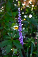 Liriope muscari flowers. Asparagaceae perennial plants. Numerous small pale purple flowers bloom densely in spikes from summer to autumn.