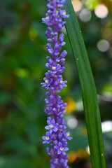 Liriope muscari flowers. Asparagaceae perennial plants. Numerous small pale purple flowers bloom densely in spikes from summer to autumn.