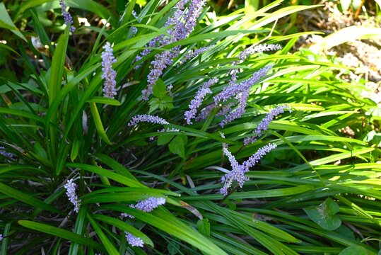 Liriope muscari flowers. Asparagaceae perennial plants. Numerous small pale purple flowers bloom densely in spikes from summer to autumn.