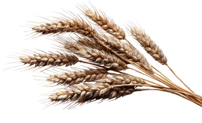 Close-up of dried wheat ears.  A cluster of light beige-tan wheat stalks with numerous small grains.  Detailed texture of the wheat's structure visible.  Dark background isolates the subject