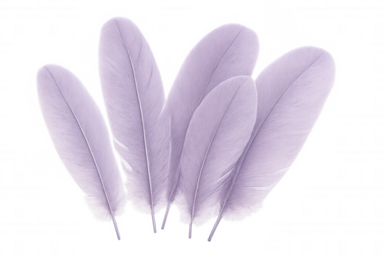 Purple feathers artfully layered, casting delicate shadows and radiating elegant visual harmony on translucent surface