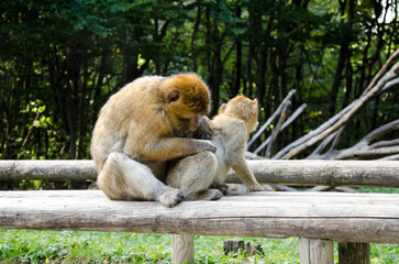 Monkeys grooming each other in a natural habitat during a sunny day in a lush forest setting