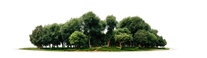 Fototapeta premium Lush green trees in a park