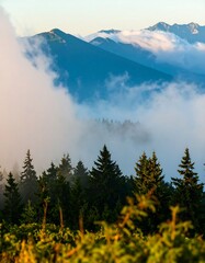 Misty mountain vista with evergreen forest