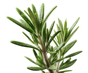 Fototapeta premium Close-up of fresh rosemary sprigs (3)