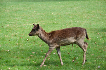 Fawn walking gracefully across a lush green meadow during sunny daylight hours in a serene natural setting