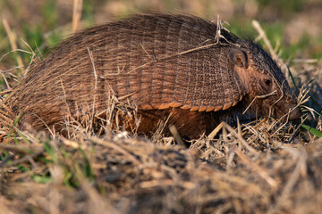 Armadillo in Pampas countryside environment, La Pampa Province, Argentina.