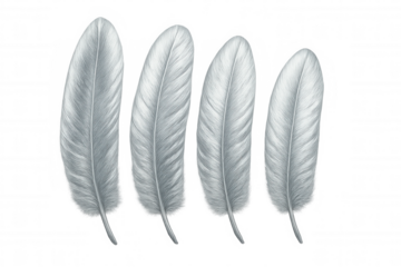 Four elegant silver gray feathers are displayed on a transparent background, creating a soft, delicate, and artistic atmosphere