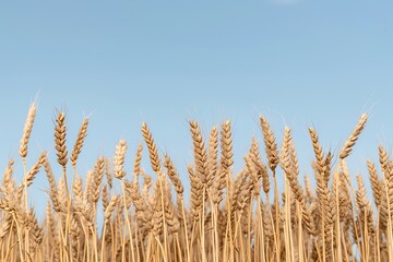 Fototapeta premium Organic wheat farm beautiful high resolution picture