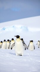 Emperor penguins on a snowy landscape