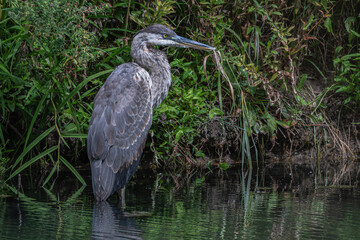 Portrait of a great blue heron standing in shallow water.
