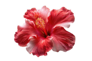 Vibrant red-and-white hibiscus flower, close-up, isolated on black