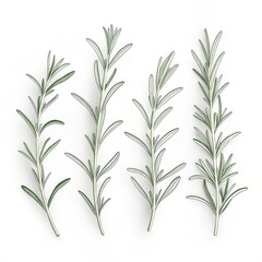 Obraz premium Four fresh rosemary sprigs isolated on white background, top view
