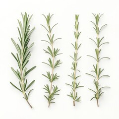 Fototapeta premium Fresh rosemary sprigs are arranged on an isolated on white background