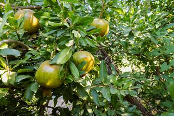 Pomegranates looking ripe and beautiful on the pomegranate tree.