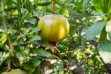 Pomegranates looking ripe and beautiful on the pomegranate tree.