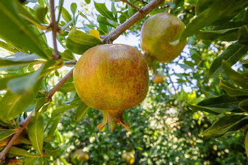 Pomegranates looking ripe and beautiful on the pomegranate tree.