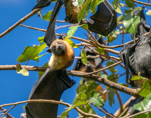 Portrait of a pteropus megabat (also know as flying fox or fruit bat)  in a park in Suva, Fiji, South Pacific Ocean. Among the largest bats in the world.