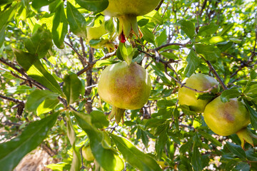 Pomegranates looking ripe and beautiful on the pomegranate tree.