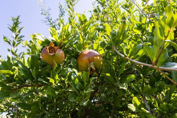 Pomegranates looking ripe and beautiful on the pomegranate tree.
