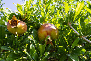 Pomegranates looking ripe and beautiful on the pomegranate tree.