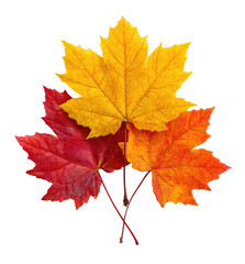 Three autumn leaves, vibrant shades of red, orange, and yellow, clustered together.  Their intricate shapes and varying hues create a visually appealing image of fall