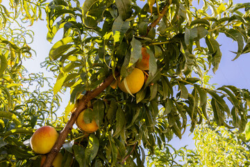 Red ripe peaches on a peach tree.