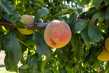Red ripe peaches on a peach tree.