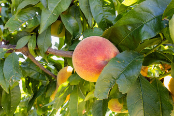 Red ripe peaches on a peach tree.