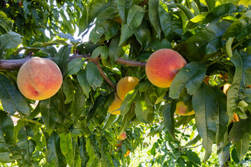 Red ripe peaches on a peach tree.