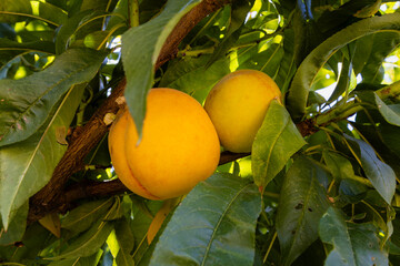 Red ripe peaches on a peach tree.
